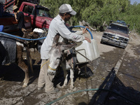 A person is filling water drums that are being transported by donkeys in Santa Cruz Acalpixca, Xochimilco, in Mexico City, due to a shortage...