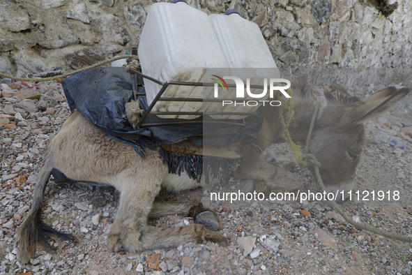 A tired donkey is carrying drums of water in Santa Cruz Acalpixca, Xochimilco, in Mexico City, due to a shortage of water in the area. 