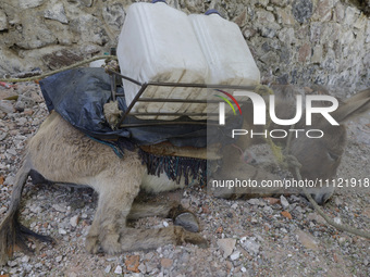 A tired donkey is carrying drums of water in Santa Cruz Acalpixca, Xochimilco, in Mexico City, due to a shortage of water in the area. (