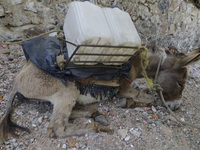 A tired donkey is carrying drums of water in Santa Cruz Acalpixca, Xochimilco, in Mexico City, due to a shortage of water in the area. (