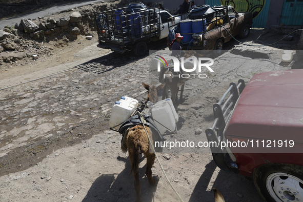 A person and a donkey are transporting drums filled with water in Santa Cruz Acalpixca, Xochimilco, in Mexico City, due to a shortage of wat...