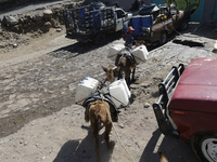 A person and a donkey are transporting drums filled with water in Santa Cruz Acalpixca, Xochimilco, in Mexico City, due to a shortage of wat...