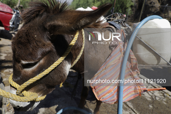 A tired donkey is carrying drums of water in Santa Cruz Acalpixca, Xochimilco, in Mexico City, due to a shortage of water in the area. 