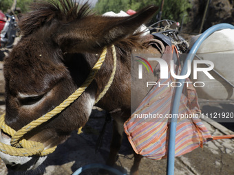 A tired donkey is carrying drums of water in Santa Cruz Acalpixca, Xochimilco, in Mexico City, due to a shortage of water in the area. (