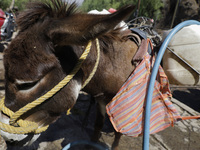 A tired donkey is carrying drums of water in Santa Cruz Acalpixca, Xochimilco, in Mexico City, due to a shortage of water in the area. (