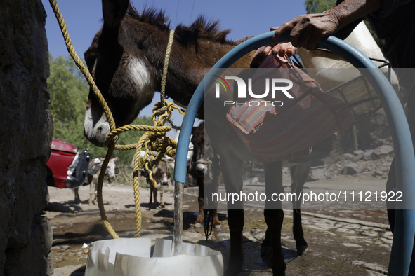 A person is filling water drums that are being transported by donkeys in Santa Cruz Acalpixca, Xochimilco, in Mexico City, due to a shortage...