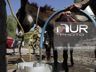 A person is filling water drums that are being transported by donkeys in Santa Cruz Acalpixca, Xochimilco, in Mexico City, due to a shortage...