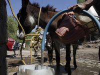 A person is filling water drums that are being transported by donkeys in Santa Cruz Acalpixca, Xochimilco, in Mexico City, due to a shortage...