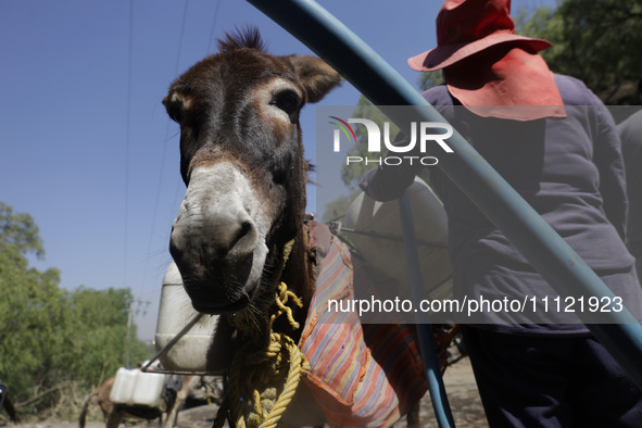 A person is filling water drums that are being transported by donkeys in Santa Cruz Acalpixca, Xochimilco, in Mexico City, due to a shortage...