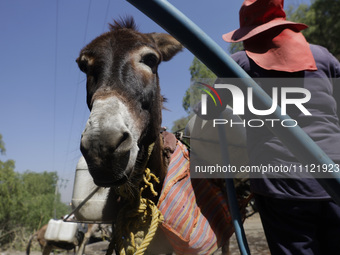 A person is filling water drums that are being transported by donkeys in Santa Cruz Acalpixca, Xochimilco, in Mexico City, due to a shortage...