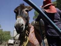 A person is filling water drums that are being transported by donkeys in Santa Cruz Acalpixca, Xochimilco, in Mexico City, due to a shortage...