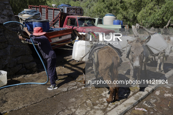 A person is filling water drums that are being transported by donkeys in Santa Cruz Acalpixca, Xochimilco, in Mexico City, due to a shortage...