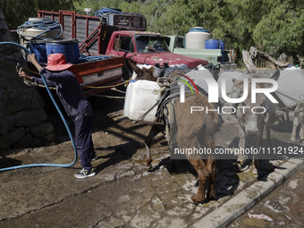 A person is filling water drums that are being transported by donkeys in Santa Cruz Acalpixca, Xochimilco, in Mexico City, due to a shortage...