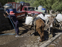 A person is filling water drums that are being transported by donkeys in Santa Cruz Acalpixca, Xochimilco, in Mexico City, due to a shortage...