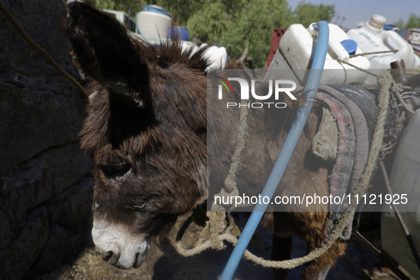 A tired donkey is carrying drums of water in Santa Cruz Acalpixca, Xochimilco, in Mexico City, due to a shortage of water in the area. 