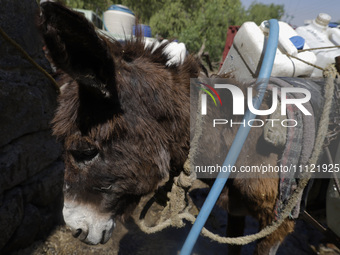 A tired donkey is carrying drums of water in Santa Cruz Acalpixca, Xochimilco, in Mexico City, due to a shortage of water in the area. (