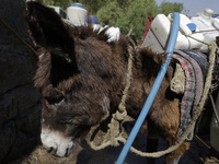 A tired donkey is carrying drums of water in Santa Cruz Acalpixca, Xochimilco, in Mexico City, due to a shortage of water in the area. (