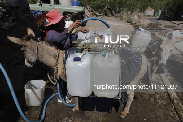 A person is filling water drums that are being transported by donkeys in Santa Cruz Acalpixca, Xochimilco, in Mexico City, due to a shortage...