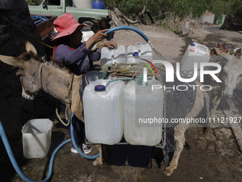 A person is filling water drums that are being transported by donkeys in Santa Cruz Acalpixca, Xochimilco, in Mexico City, due to a shortage...