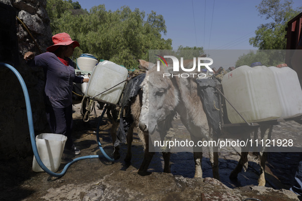 A person is filling water drums that are being transported by donkeys in Santa Cruz Acalpixca, Xochimilco, in Mexico City, due to a shortage...