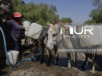 A person is filling water drums that are being transported by donkeys in Santa Cruz Acalpixca, Xochimilco, in Mexico City, due to a shortage...