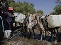 A person is filling water drums that are being transported by donkeys in Santa Cruz Acalpixca, Xochimilco, in Mexico City, due to a shortage...