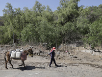 A person and his donkey are carrying water in Santa Cruz Acalpixca, Xochimilco, in Mexico City, due to the shortage of water in the area. (