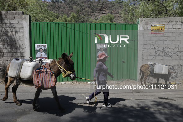 A person is carrying water with his donkeys in Santa Cruz Acalpixca, Xochimilco, in Mexico City, due to a water shortage in the area. 