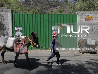 A person is carrying water with his donkeys in Santa Cruz Acalpixca, Xochimilco, in Mexico City, due to a water shortage in the area. (