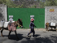 A person is carrying water with his donkeys in Santa Cruz Acalpixca, Xochimilco, in Mexico City, due to a water shortage in the area. (