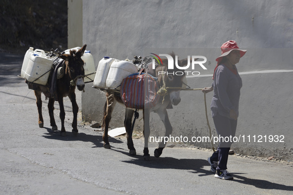 A person is carrying water with his donkeys in Santa Cruz Acalpixca, Xochimilco, in Mexico City, due to a water shortage in the area. 