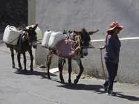 A person is carrying water with his donkeys in Santa Cruz Acalpixca, Xochimilco, in Mexico City, due to a water shortage in the area. (