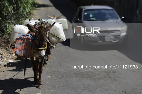 Donkeys are carrying water extracted from a well in Santa Cruz Acalpixca, Xochimilco, in Mexico City, due to the shortage of water in the ar...