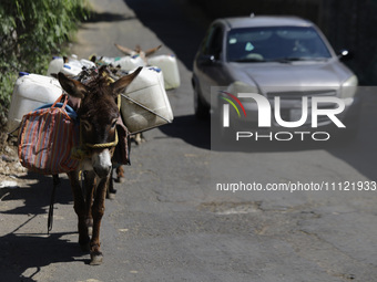 Donkeys are carrying water extracted from a well in Santa Cruz Acalpixca, Xochimilco, in Mexico City, due to the shortage of water in the ar...