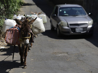 Donkeys are carrying water extracted from a well in Santa Cruz Acalpixca, Xochimilco, in Mexico City, due to the shortage of water in the ar...