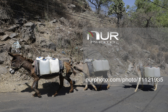 Donkeys are carrying water extracted from a well in Santa Cruz Acalpixca, Xochimilco, in Mexico City, due to the shortage of water in the ar...