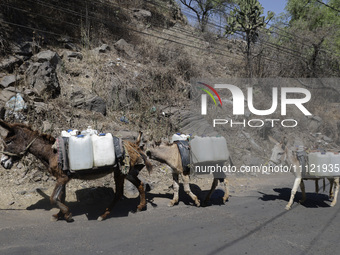 Donkeys are carrying water extracted from a well in Santa Cruz Acalpixca, Xochimilco, in Mexico City, due to the shortage of water in the ar...