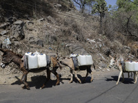 Donkeys are carrying water extracted from a well in Santa Cruz Acalpixca, Xochimilco, in Mexico City, due to the shortage of water in the ar...