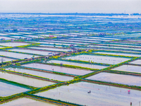 An aerial photo is showing an organic crab breeding base in Suqian, Jiangsu Province, China, on April 6, 2024. (