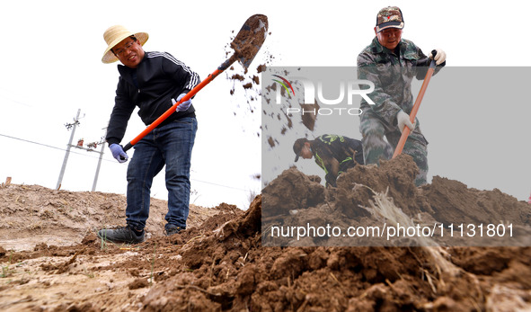 Volunteers are planting trees in Zhangye, Gansu Province, China, on April 9, 2024. 