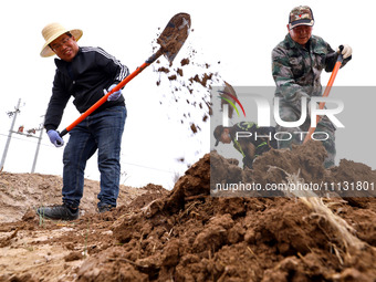 Volunteers are planting trees in Zhangye, Gansu Province, China, on April 9, 2024. (