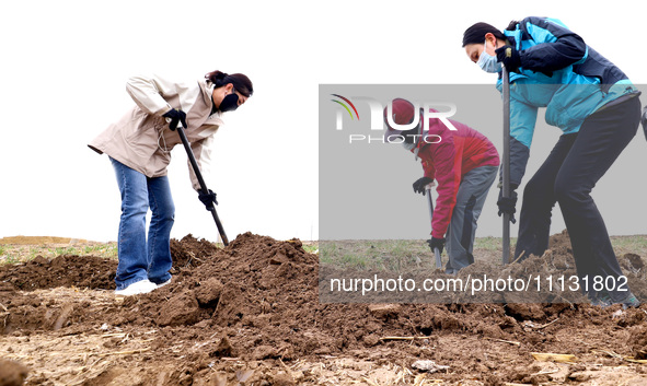 Volunteers are planting trees in Zhangye, Gansu Province, China, on April 9, 2024. 