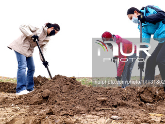 Volunteers are planting trees in Zhangye, Gansu Province, China, on April 9, 2024. (