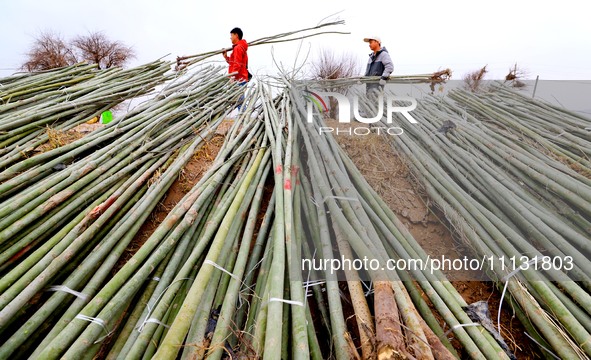 Volunteers are planting trees in Zhangye, Gansu Province, China, on April 9, 2024. 