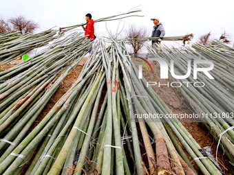 Volunteers are planting trees in Zhangye, Gansu Province, China, on April 9, 2024. (