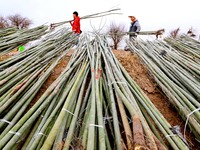 Volunteers are planting trees in Zhangye, Gansu Province, China, on April 9, 2024. (