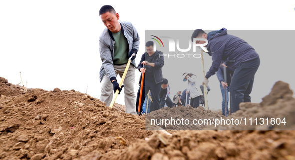 Volunteers are planting trees in Zhangye, Gansu Province, China, on April 9, 2024. 