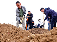 Volunteers are planting trees in Zhangye, Gansu Province, China, on April 9, 2024. (