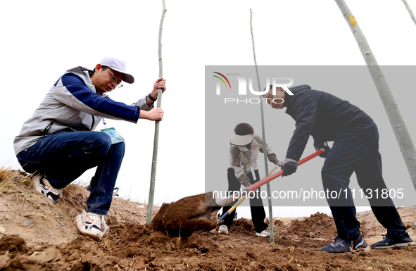 Volunteers are planting trees in Zhangye, Gansu Province, China, on April 9, 2024. 