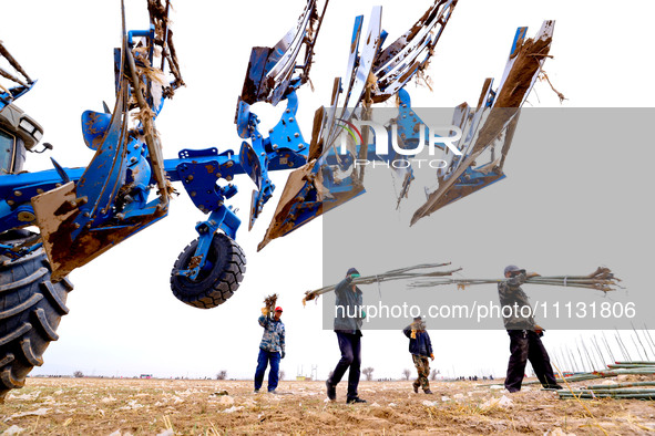 Volunteers are planting trees in Zhangye, Gansu Province, China, on April 9, 2024. 